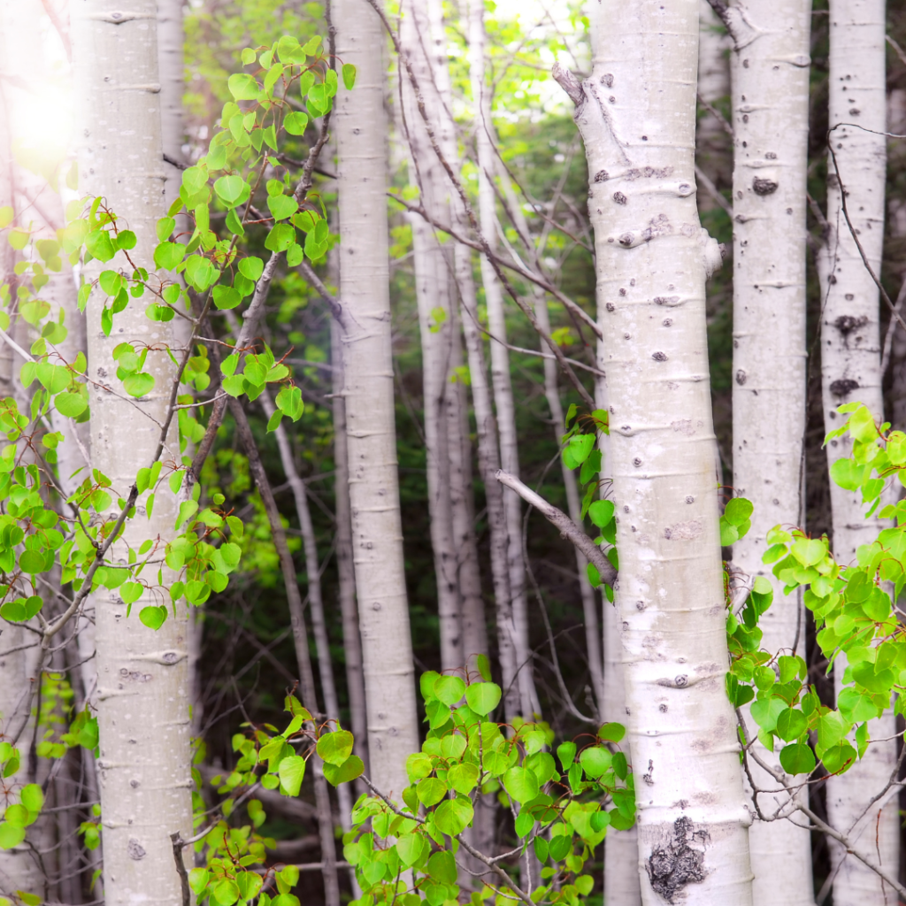 A forest with trees and green leaves in the background.